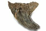 Fossil Woolly Mammoth Molar - Siberia #259878-2